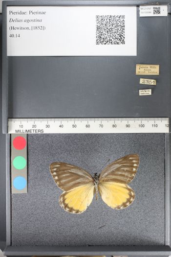 Media type: image;   Entomology 130086